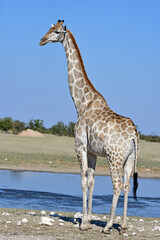 Giraffe © camerawithlegs