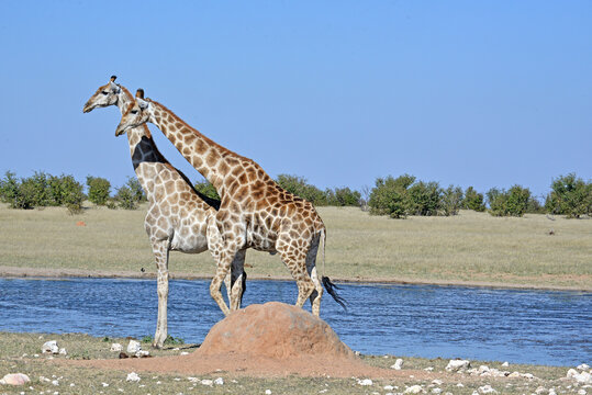 Giraffes