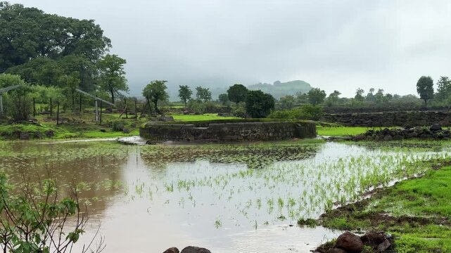 Water well amidst lush paddy fields in Bhimashankar, Sahyadri, in stunning 4K.
