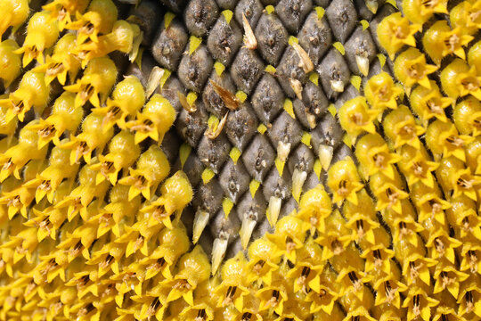 Macro photograph showing the textured center of a sunflower with dense yellow florets, seeds and spiral patterns.  Summer tones highlight botanical detail, geometry and natural texture for gardening.