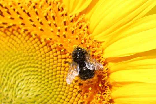 Bumblebee covered in pollen feeding on bright sunflower close-up macro photograph in summer garden