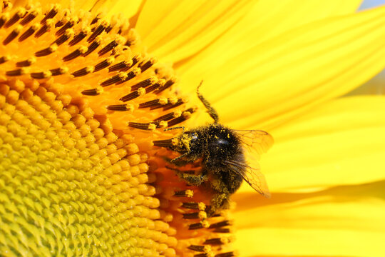 Bumblebee covered in pollen feeding on a bright yellow sunflower in close-up macro detail