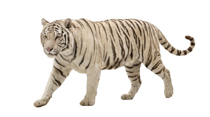 Obraz premium White tiger walking isolated on transparent background