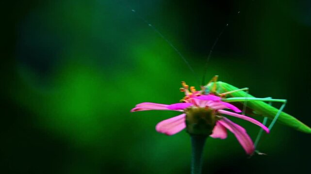A green katydid bush cricket feeds on a pink zinnia flower pollen in a macro shot, showcasing detailed antennae, slender legs, vibrant colors, and smooth blurred background bokeh.
