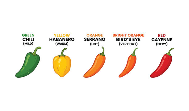 Set of colorful chili peppers with heat level scale from mild to fiery, vector illustration of various hot peppers vector