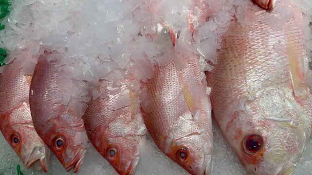 fish on ice 4k Vieeo 