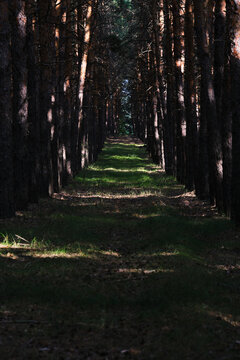 Symmetrical path through dark pine forest with sunlight illuminating bright green grass ahead.