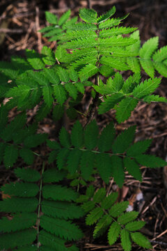 Top view close up bright green rowan leaves growing on ground in shadowy forest.