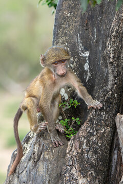 Young baboon hanging around and playing in Kruger National Park in South Africa