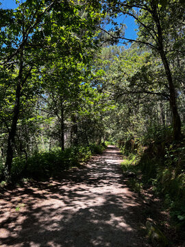 Dirt path winding through shady forest on Camino de Santiago, Spain