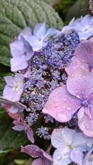 Fototapete Hortensie purple hydrangea flowers, closeup  © Maria