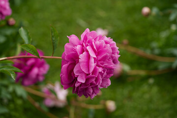 Double pink peonies of a bright hue grow in a garden flowerbed. Close-up shot with a soft bokeh background, capturing vibrant summer nature. © Edita
