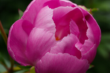Double pink peonies of a bright hue grow in a garden flowerbed. Close-up shot with a soft bokeh background, capturing vibrant summer nature. © Edita