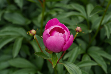 Double pink peonies of a bright hue grow in a garden flowerbed. Close-up shot with a soft bokeh background, capturing vibrant summer nature. © Edita