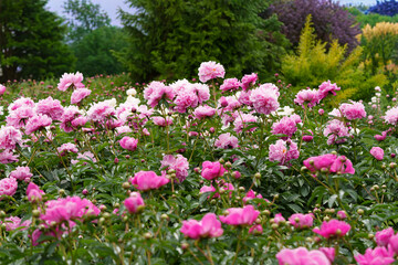 Double pink peonies of a bright hue grow in a garden flowerbed. Close-up shot with a soft bokeh background, capturing vibrant summer nature. © Edita