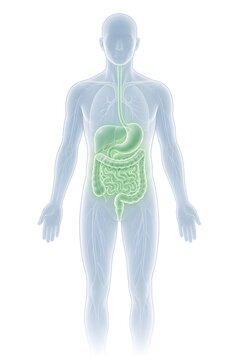 Human Digestive System Anatomy 3D Medical Illustration. A semi-transparent medical illustration of the male human anatomy with the digestive system highlighted in green.