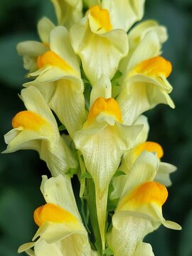 Linaria vulgaris (yellow toadflax, bread and butter, common toadflax)