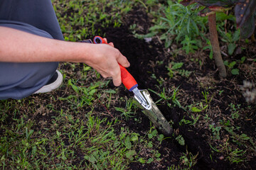 Fototapeta premium Close-up of a hand loosening dark soil with a red metal garden tool