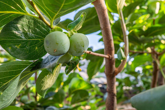 Unripe green persimmon fruits growing on tree branch in garden