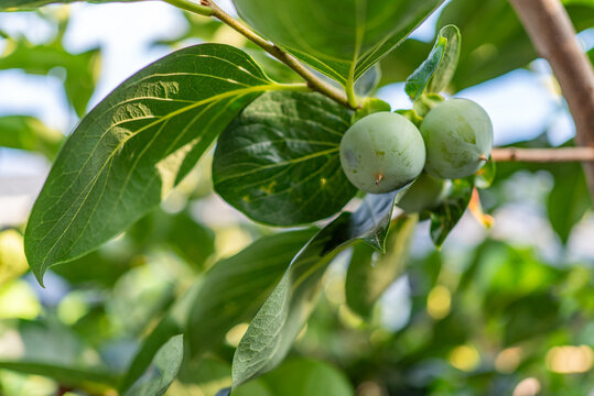 Close up of green unripe persimmon fruits on tree branch