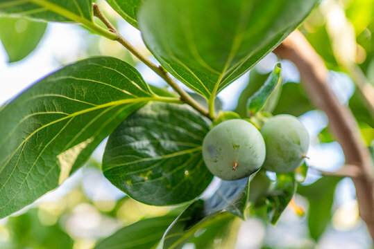 Fresh green unripe persimmon fruits growing on branch under sunlight