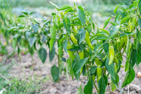 Fresh green chili pepper pods growing on plants in garden bed