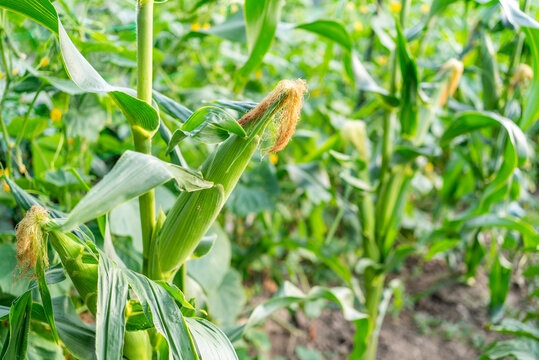 Fresh green sweet corn cobs growing on stalks in field