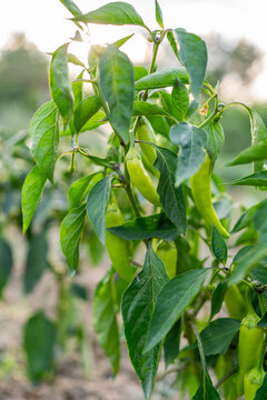 Green hot chili pepper pods growing on bush in sunny garden