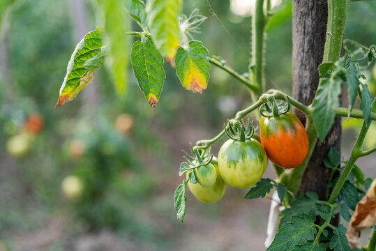 Fresh tomatoes ripening on vine in backyard organic garden