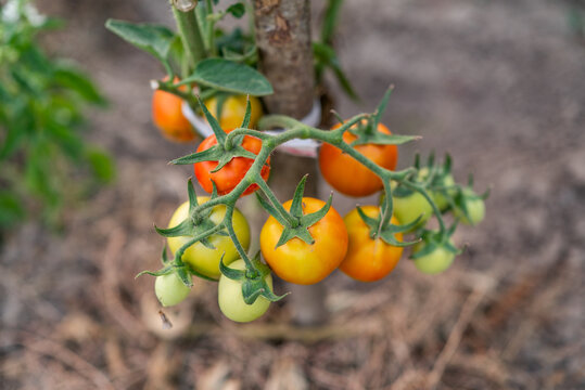 Cluster of ripening cherry tomatoes on vine in organic garden