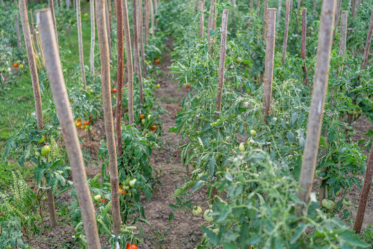 Tomato plants tied to wooden stakes growing in organic garden rows