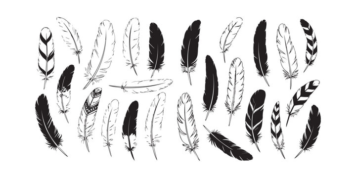 Set of black and white bird feathers on a page