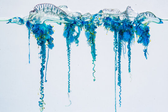 The Portuguese man-of-war is a venomous marine organism recognized by its colorful gas filled float and extremely long tentacles that can deliver painful stings. Dangerous Jellyfish Floating at Shore