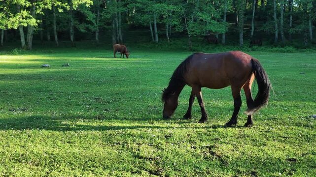 brown horse grazing in a lush green meadow with forest backdrop and tranquil natural pasture scene, rural landscape, livestock, farm animal life
