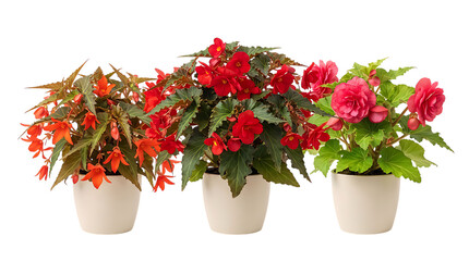 Naklejka premium Three colorful begonia plants with red pink and orange flowers growing in simple white ceramic pots for indoor home decoration and gardening hobby isolated on a bright surface