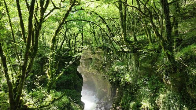 Lush mossy forest canopy over Martvili canyon with cascading river, river gorge, wilderness adventure travel, scenic nature landscape