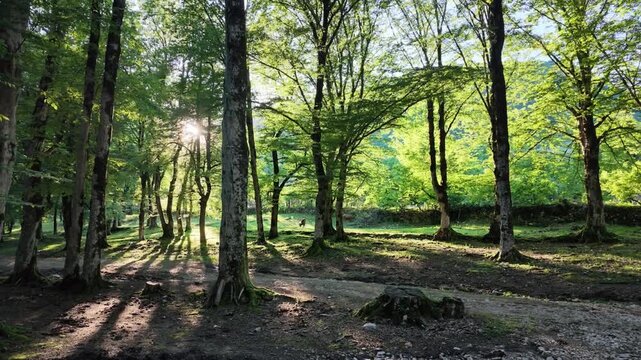 Sunlight rays streaming through lush green beech forest, morning nature landscape with sunflare, peaceful woodland scenery, serene wilderness environment