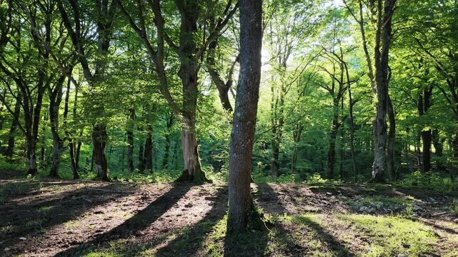 Sunlight streaming through lush green forest trees with long shadows, serene woodland atmosphere for nature background