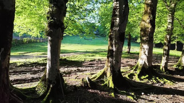 Sunlight streaming through mossy tree trunks in a lush forest clearing, tranquil woodland nature scenery, verdant foliage, peaceful outdoor landscape environment