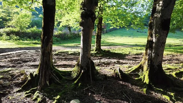 Sunlit forest edge with mossy tree trunks, muddy path, fresh green foliage, peaceful woodland scenery for nature projects