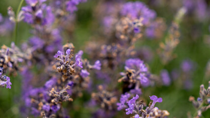 Fototapeta premium lavender blossom. purple flower in nature