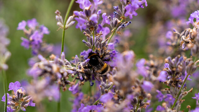 a bumblebee sits on a lavender flower and pollinates it. lavender blossom. purple flower in nature