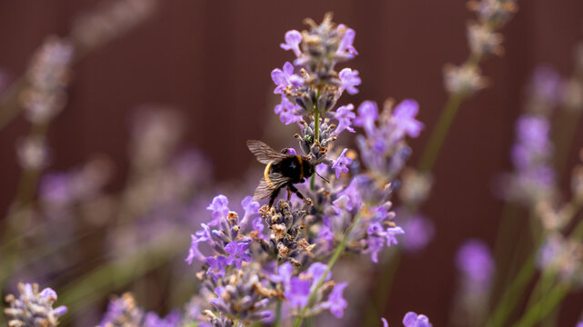 a bumblebee sits on a lavender flower and pollinates it. lavender blossom. purple flower in nature