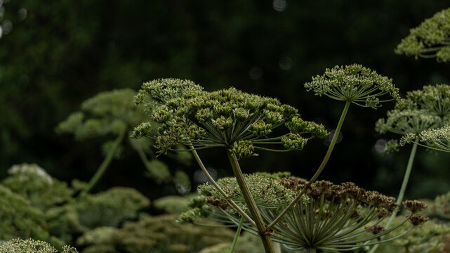 Giant hogweed flower in nature. Poisonous dangerous plant with poisonous leaves.