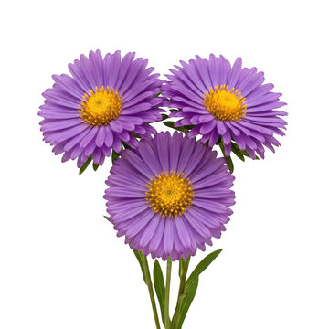 Three purple aster flowers with yellow centers