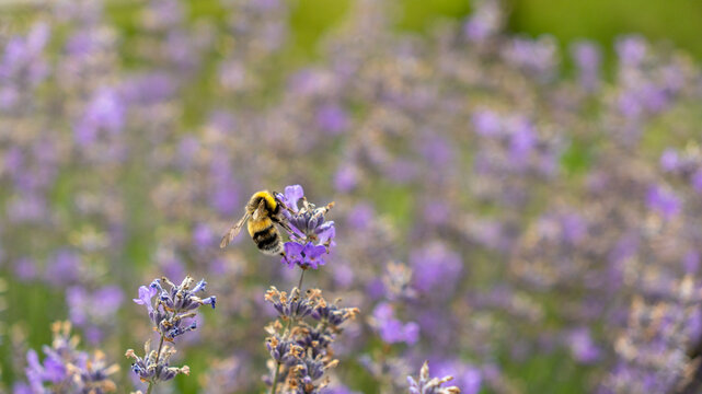 bumblebee sits and pollinates a lavender flower. lavender bushes. purple romantic flowers. flowering