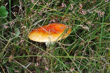 Bright orange mushroom growing among heather and grass © Ronny Gängler