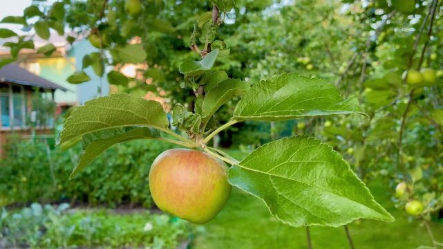 Juicy apple on the tree close up in the garden at countryside