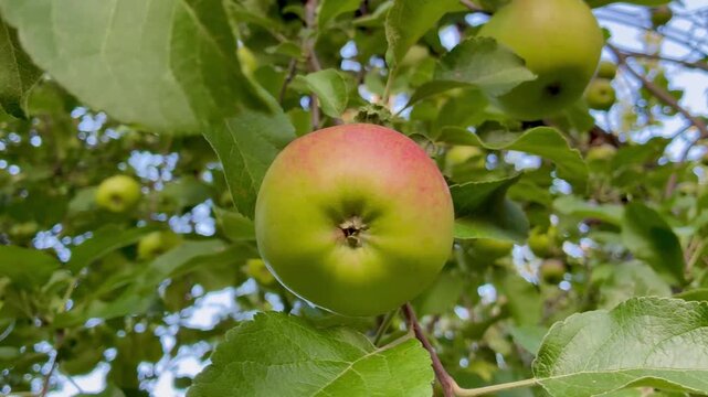Juicy apple on the tree close up in the garden at countryside