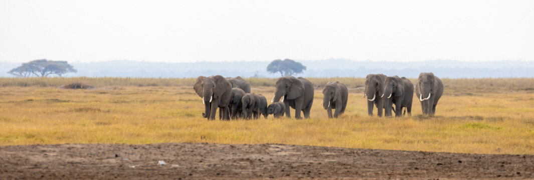 African elephant breeding herd with a young calf walking directly toward the camera across the dusty savannah plains of Amboseli National Park, Kenya.